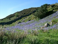 In spring, bluebells carpet the hill